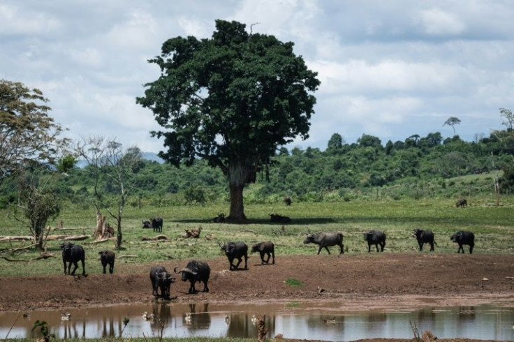 The royal couple had taken a night out of their official engagements in Kenya to watch wildlife