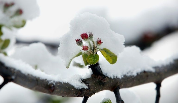 Researchers said the early flowering could pose a number of ecological threats