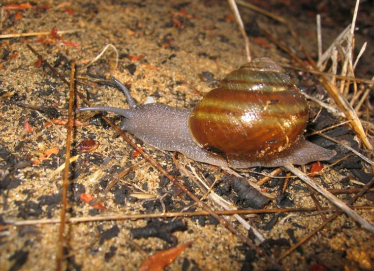 Shoulderband Snail/USFWS