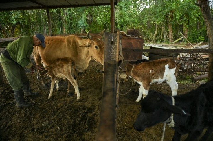Farmer Domingo Diaz complains that lean cows yield little milk