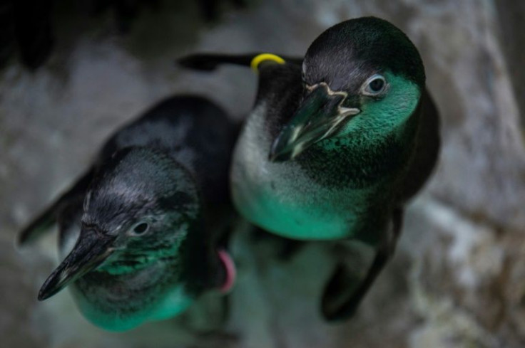 An untold number of sea birds were killed by a massive oil spill off the coast of Peru. A dozen Humboldt penguins are being nursed back to live