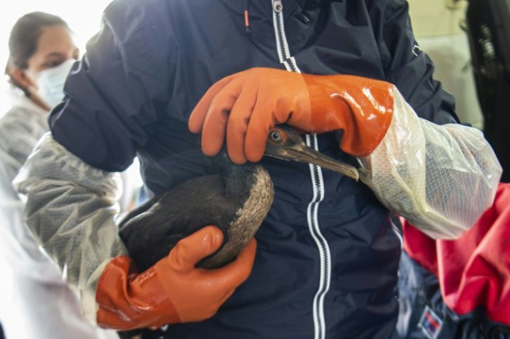 With oil on their wings, birds cannot fly or feed, and they lose the insulation they need to keep warm