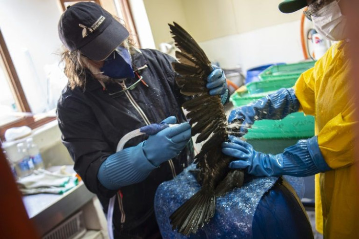 The slightest vestige of crude can affect a bird's digestive system