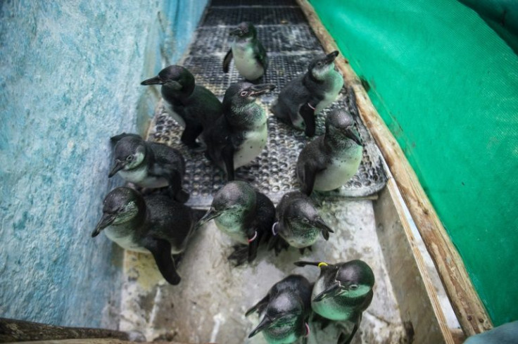 The spill was classified an 'ecological disaster' by the government