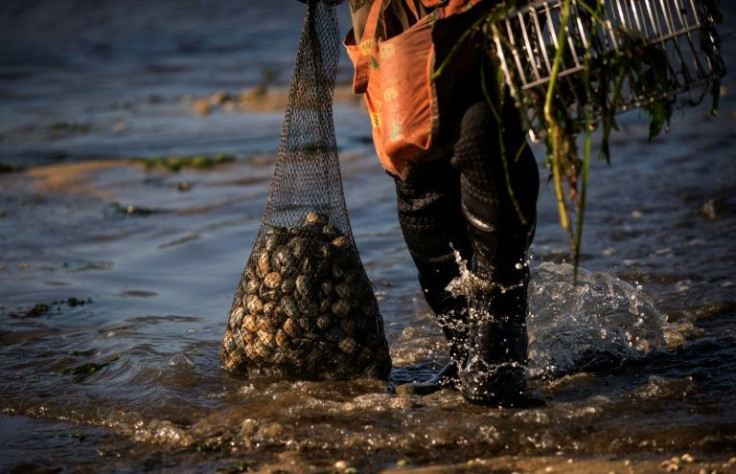 Spain and the Netherlands will be able to export molluscs to the US while Massachusetts and Washington states will be allowed to ship theirs to Europe