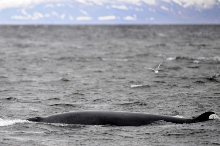 Demand for Icelandic whale meat has decreased since Japan -- Iceland's main market, returned to commercial whaling