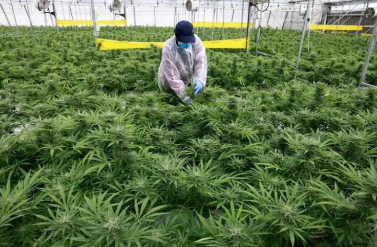 A worker checks plants at a BOL Pharma greenhouse. The company is currently the largest in the field of medical cannabis in Israel