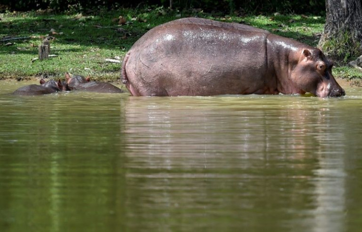 Pablo Escober, then heading the deadly Medellin Cartel, acquired hippos, flamingos, giraffes, zebras and kangaroos for his ranch
