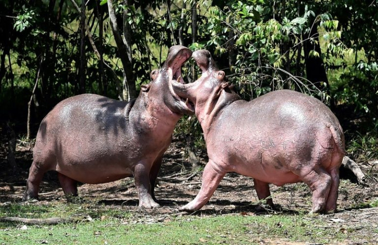 Sterilizing the hippos is costly, an dangerous