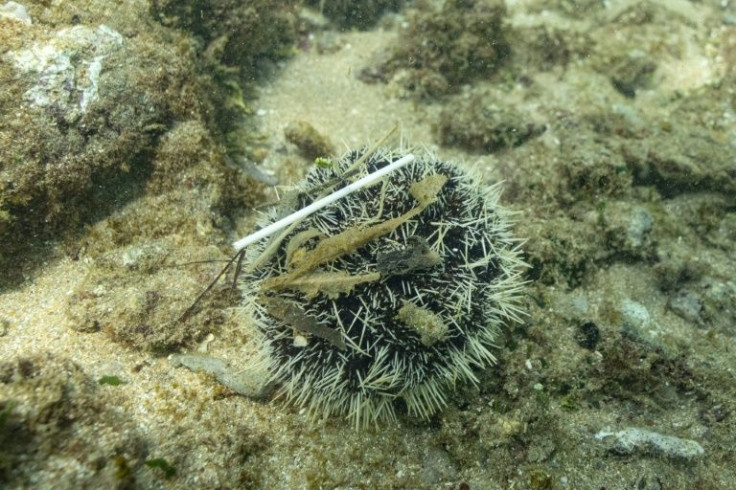 WWF said the pollution affects creatures across the marine food web, like this sea urchin
