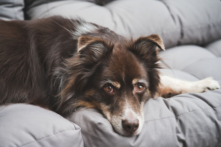 australian-shepherd-g40a1651cd_1920