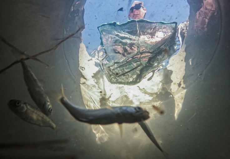 A researcher from University of California, Davis catches hatchery salmon from a tank to measure their size, as part of a joint project between ecologists and rice farmers trying to reclaim the great flood plains of the Sacramento River for salmon habitat