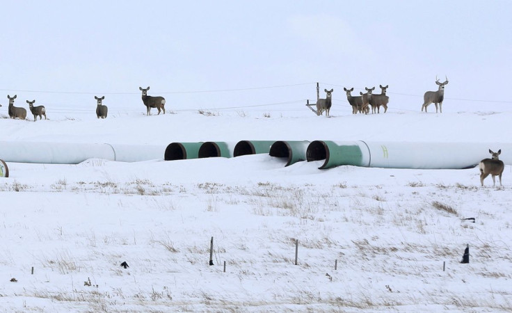 Deer gather at a depot used to store pipes for the planned Keystone XL oil pipeline in Gascoyne, North Dakota, January 25, 2017.