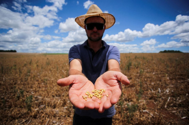 Anderson Soletti shows soybeans at his soy plantation affected by drought, in Espumoso, Rio Grande do Sul state, Brazil January 10, 2022. 