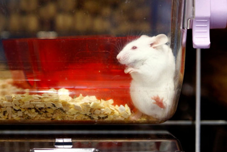 A mouse is seen in a plastic box at the Laboratory Animal Services Center (LASC) of the University of Zurich in Schlieren, Switzerland, February 7, 2022.  