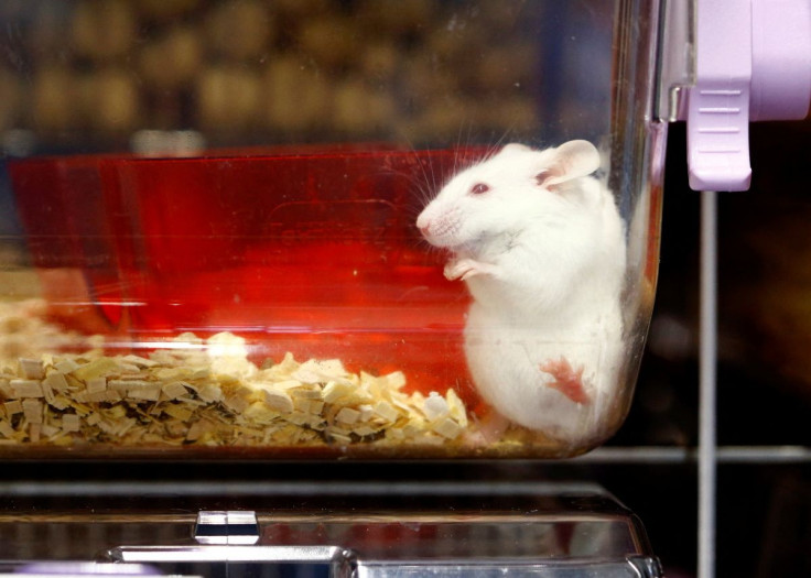 A mouse is seen in a plastic box at the Laboratory Animal Services Center (LASC) of the University of Zurich in Schlieren, Switzerland, February 7, 2022.