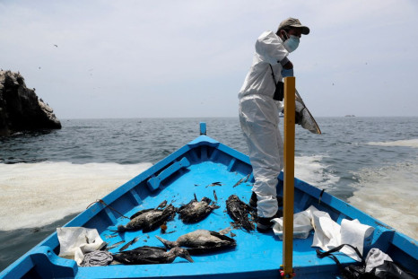 Giancarlo Inga Diaz, a veterinarian of the National Service of Natural Protected Areas (SERNANP), picks dead marine birds covered in oil from the sea after Spain's Repsol spilled more than 10,000 barrels of crude into the Pacific Ocean, near Isla Pescador