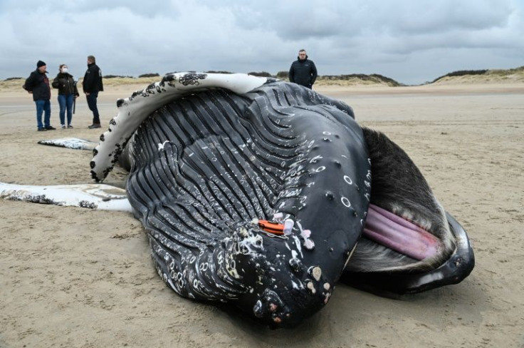 Tractors will pull the massive animal away from the coastline to make sure it is not swept out by the tide, posing a danger to boats