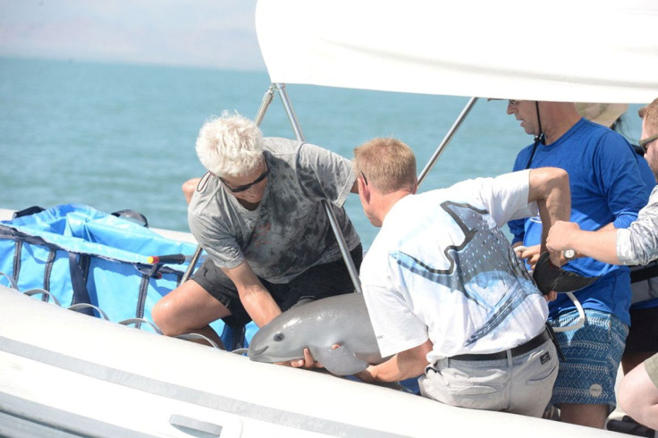 Scientists return a vaquita, a tiny stubby-nosed porpoise on the verge of extinction, into the ocean as part of a conservation project, in the Sea of Cortez, Baja California, Mexico October 18, 2017.   Semarnat/Handout via REUTERS