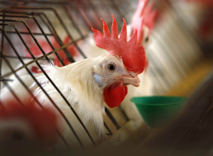 A caged hen feeds at an egg farm in San Diego County in this picture taken July 29, 2008.