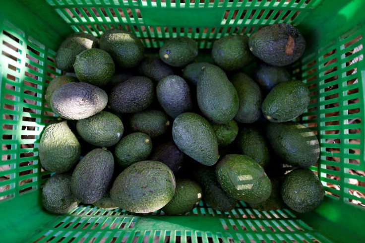 Avocados are pictured in a crate in San Isidro orchard in Uruapan, in Michoacan state, Mexico, January 31, 2017.  