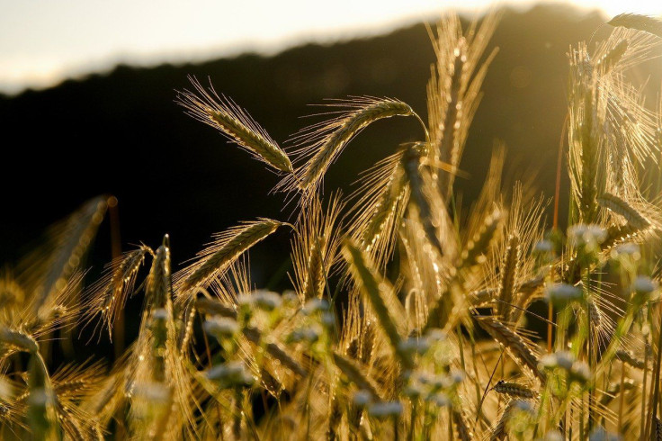 Grains, Crops, Rye