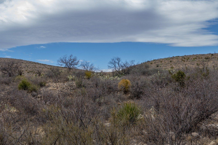 Shrubs/Shrubland/Landscape/Plants