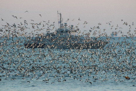 A vessel of the Russian Navy is seen through a flock of birds in the Black Sea port of Sevastopol