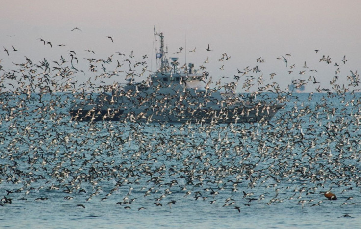 A vessel of the Russian Navy is seen through a flock of birds in the Black Sea port of Sevastopol