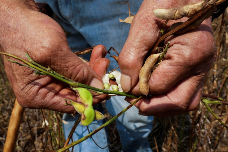 Farmer Ichiro Taekeuchi, 65, shows soybeans from his field as Paraguay faces the worst soy harvest in a decade due to a drought hammering production, in Colonia Yguazu, Paraguay February 14, 2022. Picture taken February 14, 2022.