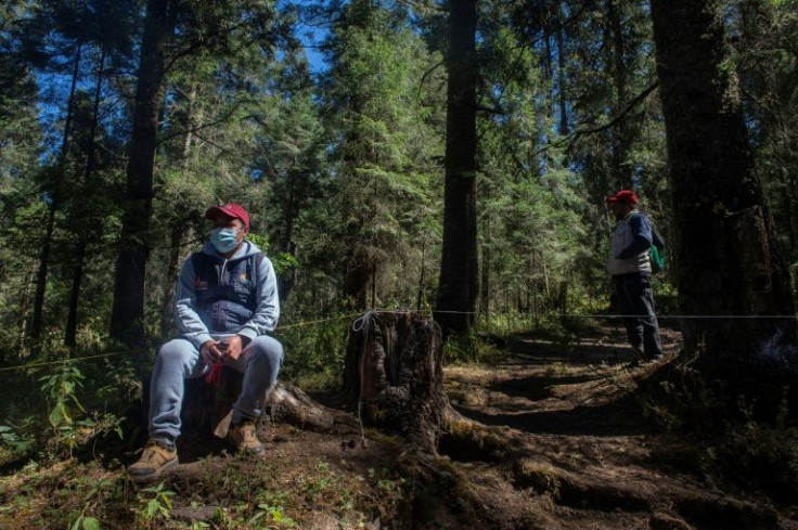Wildlife defenders are seen on patrol at Mexico's El Rosario monarch butterfly sanctuary