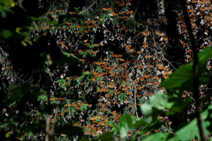 Monarch butterflies migrate several thousand kilometers (miles) each year to Mexico fleeing the Canadian winter
