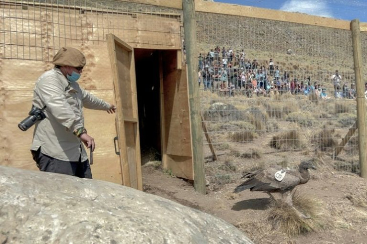 A condor is released in Patagonia National Park, Aysen Region, Chile, on February 12, 2022