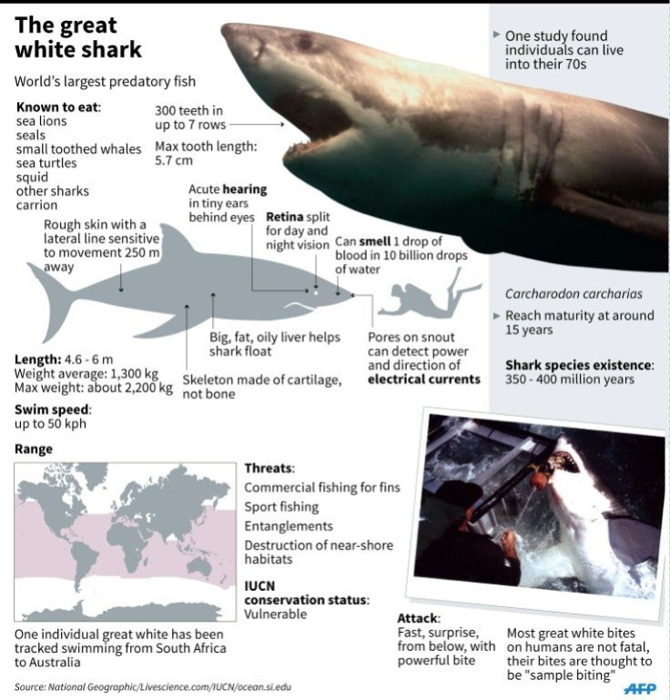 Factfile on the great white shark.