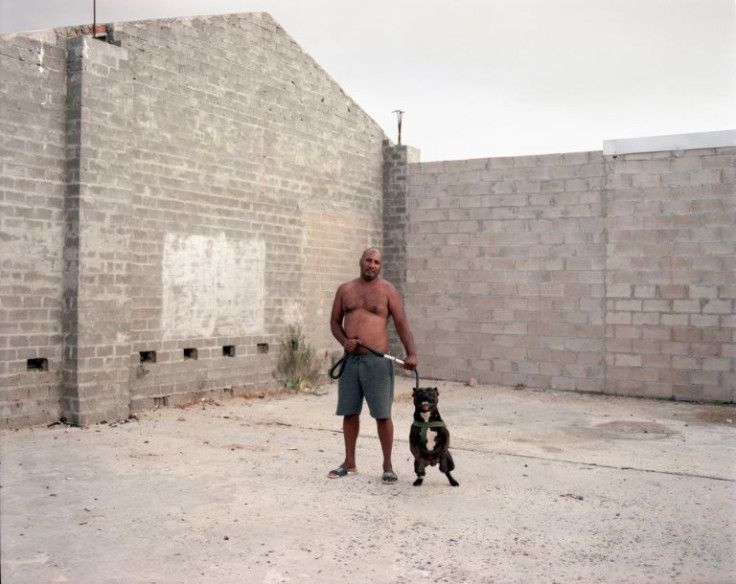 Breeding pitbulls and other fierce animals for dog fighting or protection is common in Ocean View