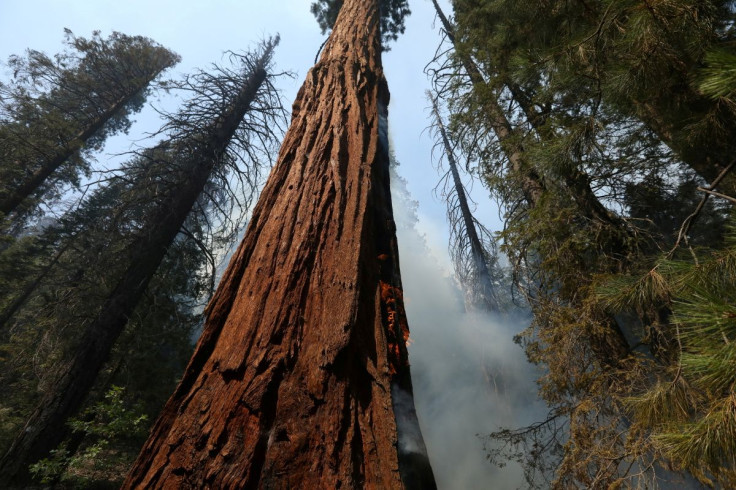The Windy Fire burns amid Sequoias in Sequoia National Forest near California Hot Springs, California, U.S., September 21, 2021.
