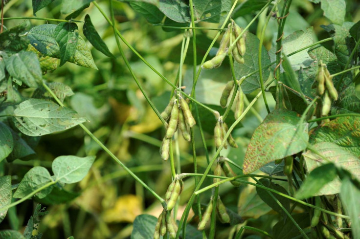 Soybean plants around 45-days before harvest are seen on a farm near Norborne, Missouri, U.S., August 28, 2018. 