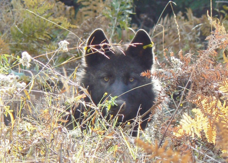 Wolf
