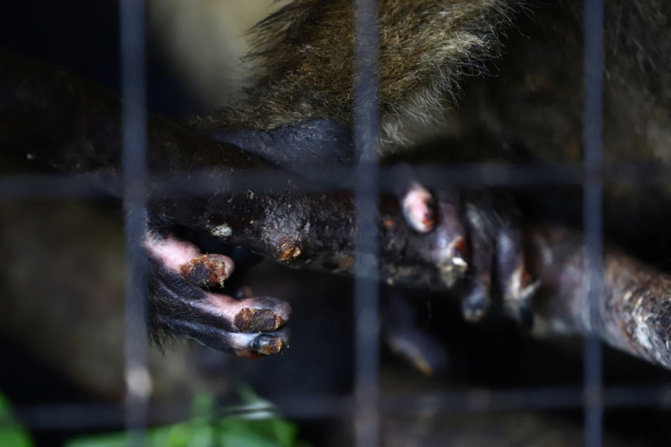 The fingers of a monkey injured during a wildfire are pictured at the Aguara Conservation Center in Paso de la Patria, province of Corrientes, Argentina February 23, 2022. 
