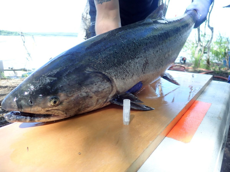 A spawning Yukon River Chinook salmon (Oncorhynchus tshawytscha) is seen captured near Pilot Station, Alaska, U.S. June 2018 in this in this handout picture obtained by Reuters February 24, 2022. United States Geological Survey/handout via REUTERS.  