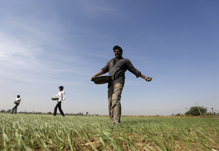 Farmers sprinkle fertilizer on a wheat field on the outskirts of Ahmedabad, India, December 15, 2015.