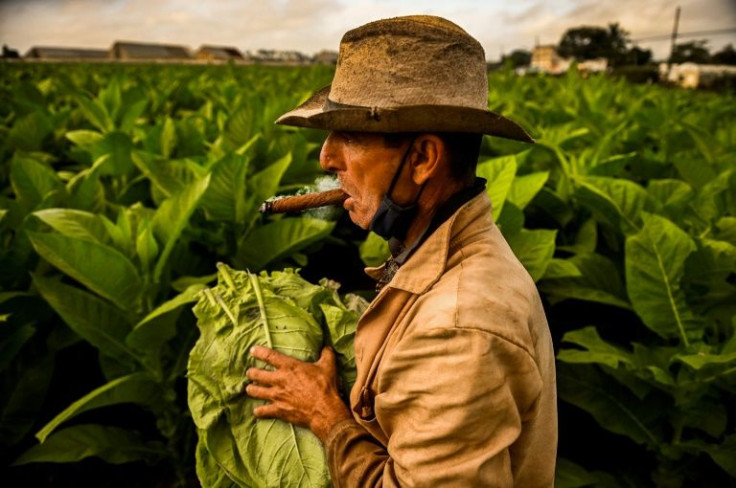 Guillermo Mendoza Peraza, 55, has worked in tobacco cultivation since childhood