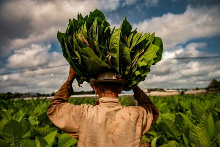 Under sanctions and facing its worst economic crisis in nearly three decades, Cuba is running short on fertilizer and pesticide for its crucial tobacco harvest