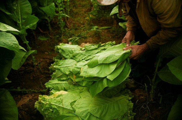 The leaves are placed on wooden lathes to dry in a rustic, wooden 'tobacco house'