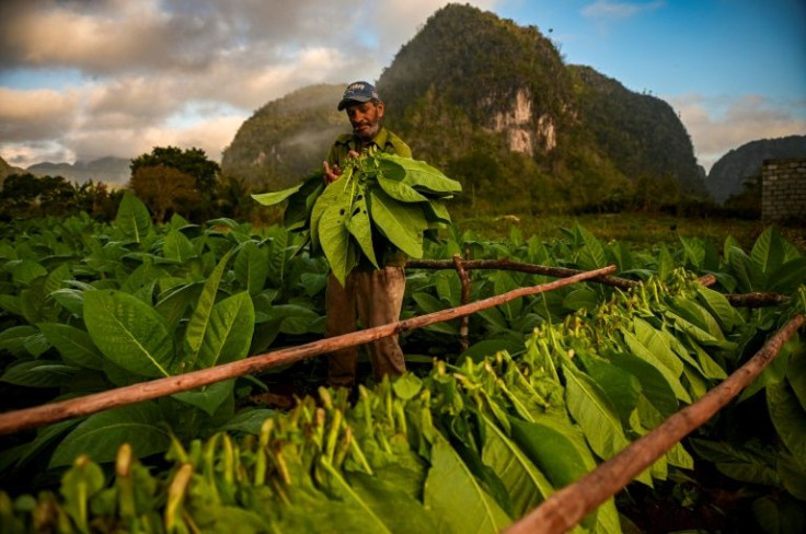 Cuba's tobacco harvest has fallen from 32,000 tons in 2017 to 25,800 in 2020 and will likely reach only 22,000 tons this season