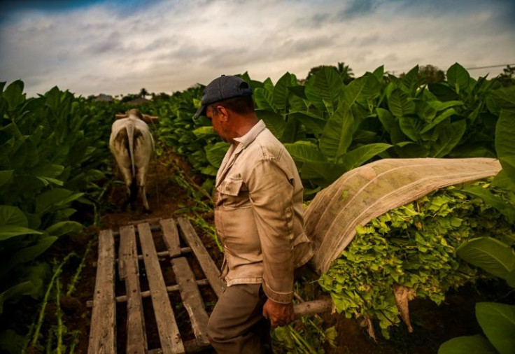 The state Tabacuba agency buys all the tobacco produced in the country