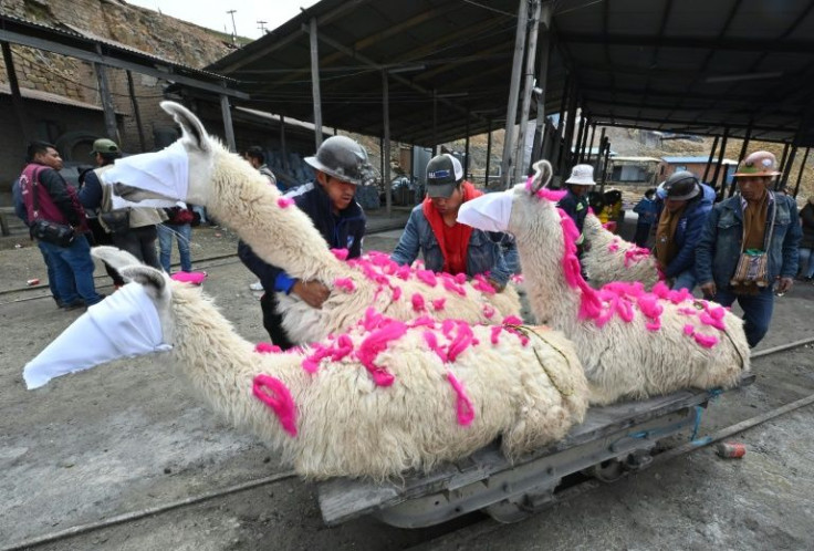 The sacrificial llamas are blindfolded and their wool decorated with pink ribbons
