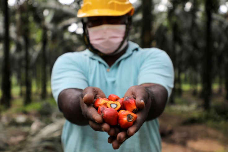 A worker holds palm oil fruits while posing for a picture at an oil palm plantation in Slim River, Malaysia August 12, 2021.