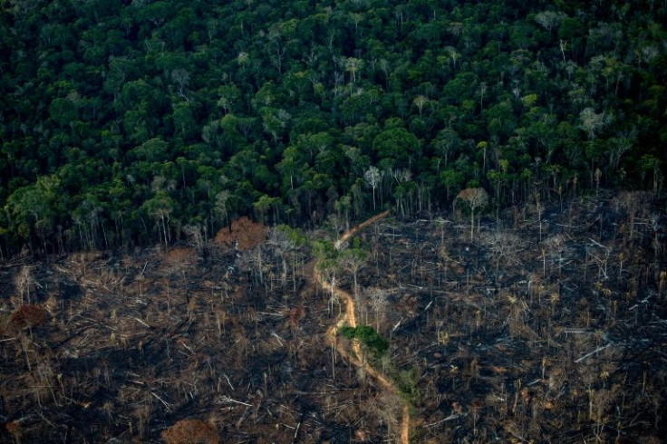 The Amazon rainforest risks a 'tipping point' at which it will dry up and turn to savannah