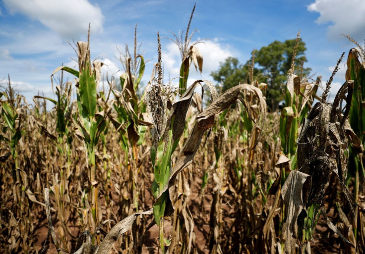 People on horses ride past a soy plantation affected by a long drought that finally ended this month by the arrival of rain, is pictured in a farm in 25 de Mayo, in the outskirts of Buenos Aires, Argentina January 24, 2022. 